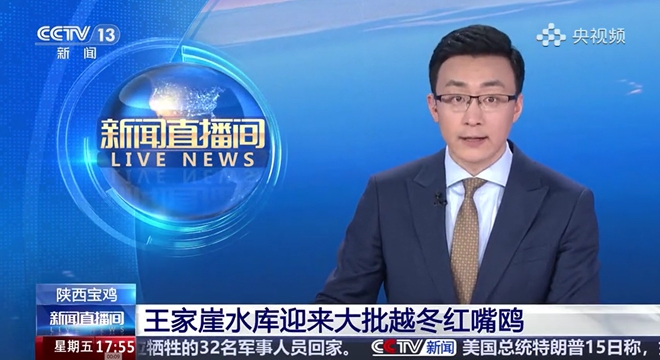 王家崖水库迎来大批越冬红嘴鸥